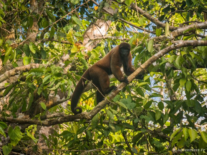 Les Animaux de la jungle Péruvienne